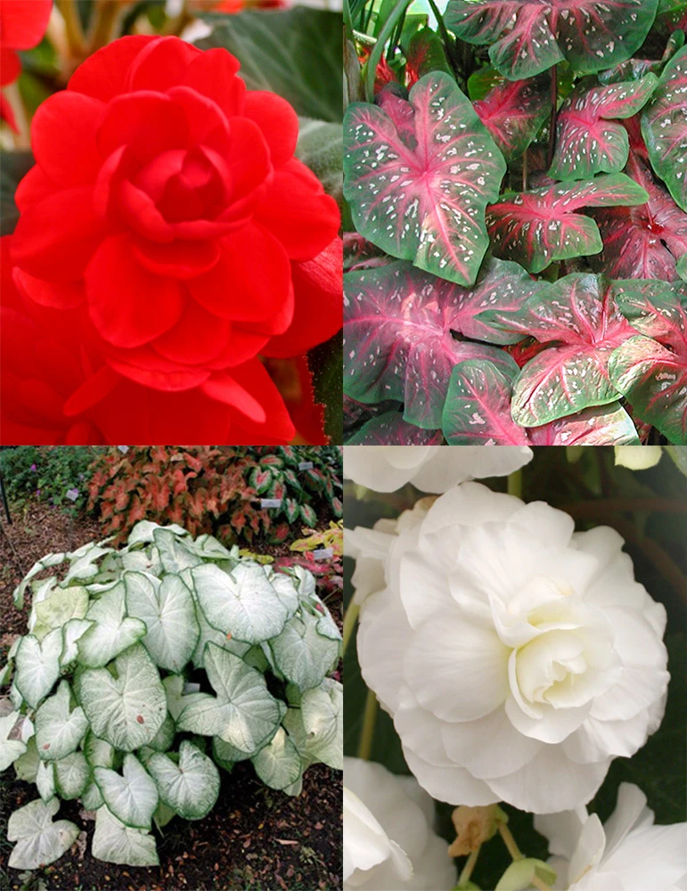 Menu Blazing Scarlet Shade Planter Collection