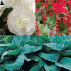 Menu Red, White And Blue Shade Garden