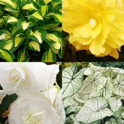 Menu Golden Glory Shade Garden Collection