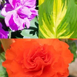 Menu Peppy Shade Garden Collection