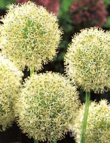 Menu Beautiful Mix Of Allium Collection - Image 2