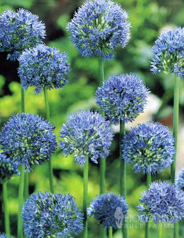 Menu Beautiful Mix Of Allium Collection - Image 4