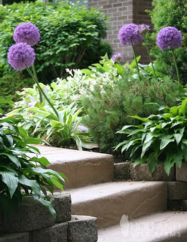 Menu Regal Gold Duo Collection - Image 5