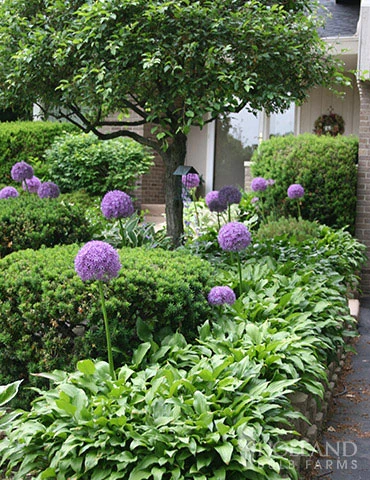 Menu Regal Gold Duo Collection - Image 4