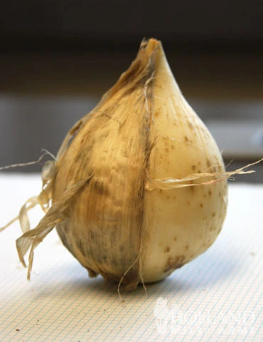 Menu Regal Gold Duo Collection - Image 3