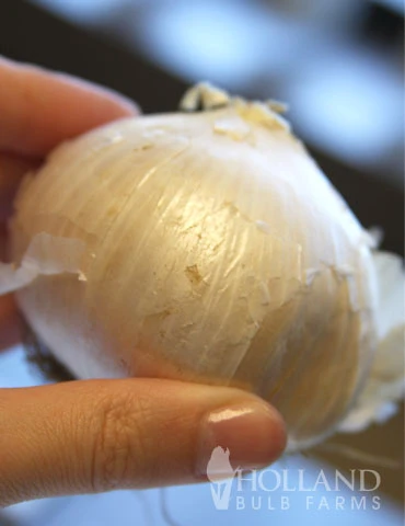 Menu Beautiful Mix Of Allium Collection - Image 14