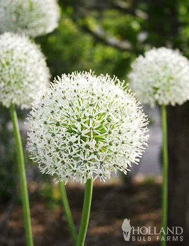 Menu Beautiful Mix Of Allium Collection - Image 15