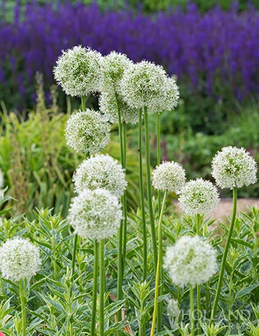 Menu Beautiful Mix Of Allium Collection - Image 16