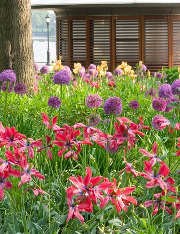 Menu Non-Stop Spring-Blooming Bulb Collection - Image 12