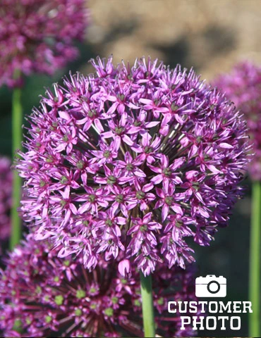 Menu Beautiful Mix Of Allium Collection - Image 8