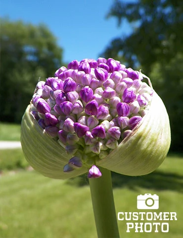 Menu Beautiful Mix Of Allium Collection - Image 9