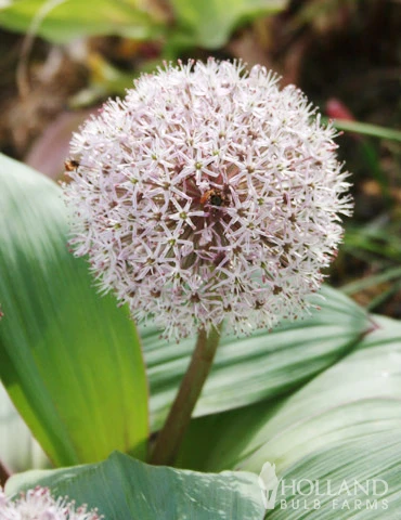 Menu Dark Night Duo Collection - Image 4