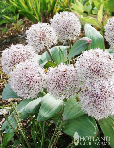 Menu Dark Night Duo Collection - Image 5