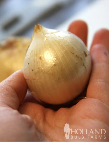 Menu Dark Night Duo Collection - Image 6