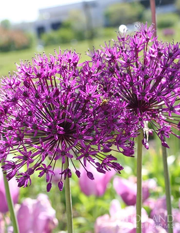 Menu All Spring Blooms Of Fragrant And Cut Flowers - Image 15