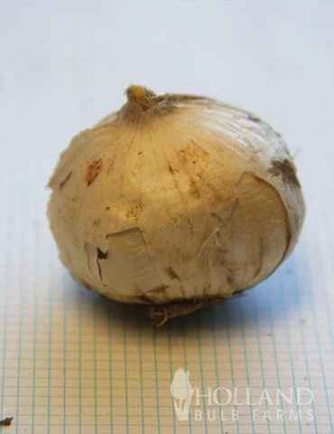 Menu All Spring Blooms Of Fragrant And Cut Flowers - Image 13