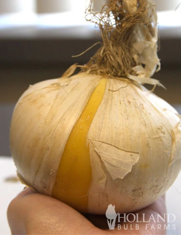 Menu Late Spring Spectacular Garden - Image 4