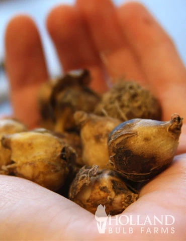 Menu Beautiful Mix Of Allium Collection - Image 11