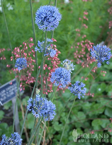 Menu Beautiful Mix Of Allium Collection - Image 12