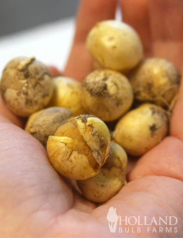 Menu Late Spring Blooms Collection - Image 9