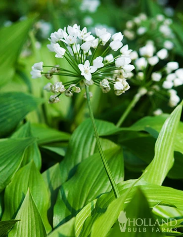 Menu Late Spring Blooms Collection - Image 10