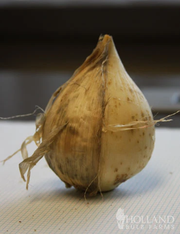 Menu Late Spring Spectacular Garden - Image 8