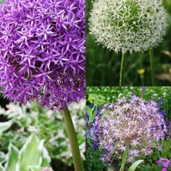Menu Colossal Allium Collection