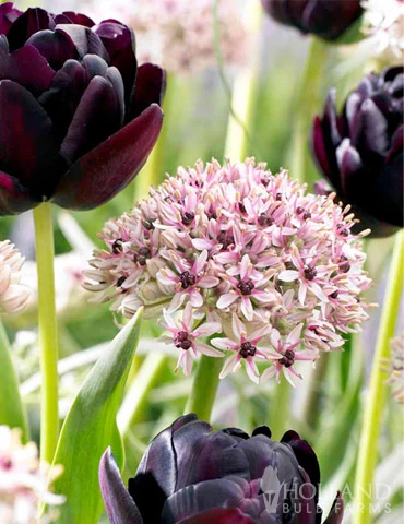 Menu Dark Night Duo Collection - Image 2