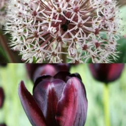 Menu Dark Night Duo Collection