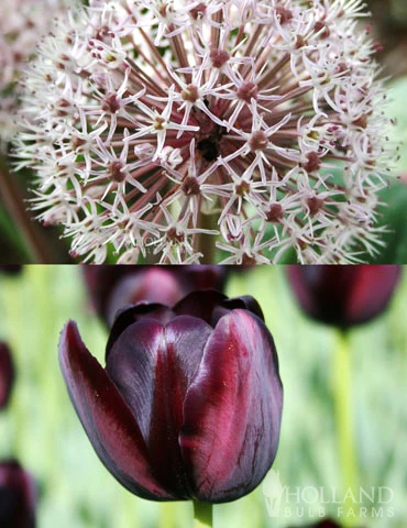 Menu Dark Night Duo Collection