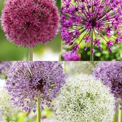 Menu Big And Sensational Allium Collection