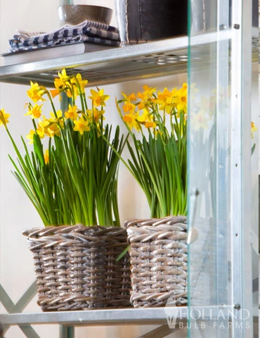 Menu Bright And Sunny Yellow Collection - Image 16