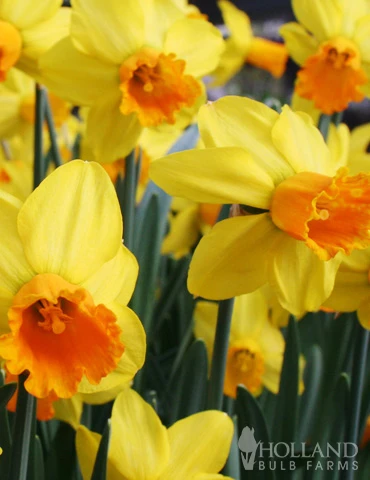 Menu Dwarf Rock Garden Daffodil Collection - Image 8