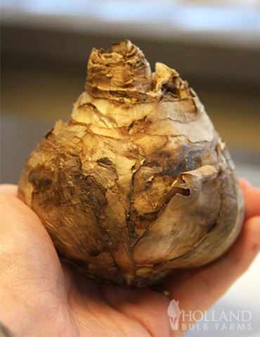 Menu Classic Beauty Spring Collection - Image 8