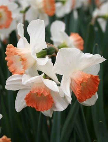 Menu Pink Daffodil Collection - Image 9