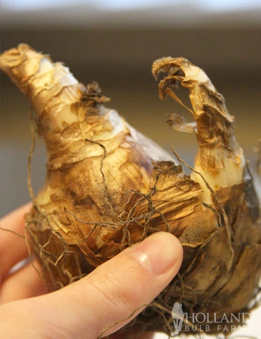 Menu Pink Tulip & Daffodil Collection - Image 13