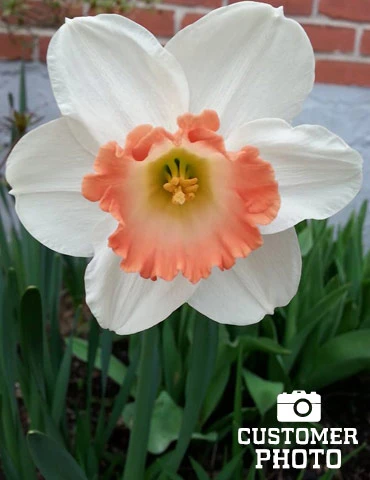 Menu Pink Tulip & Daffodil Collection - Image 14