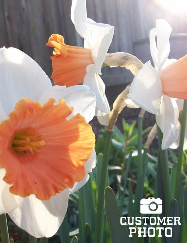 Menu Pink Daffodil Collection - Image 13