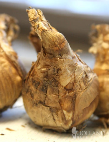 Menu Double Daffodil And Tulip Collection - Image 11