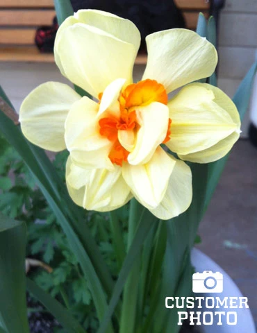 Menu Double Daffodil And Tulip Collection - Image 12