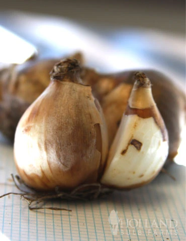 Menu Early Spring Flowers Garden Kit - Image 4