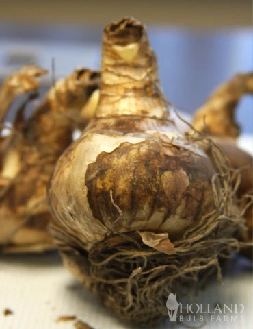 Menu Pink Daffodil Collection - Image 6