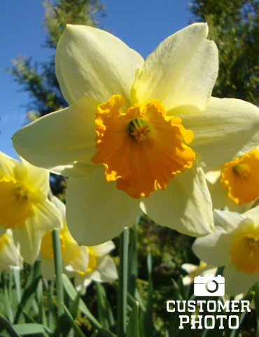 Menu Under The Tree And Blooming Collection - Image 5