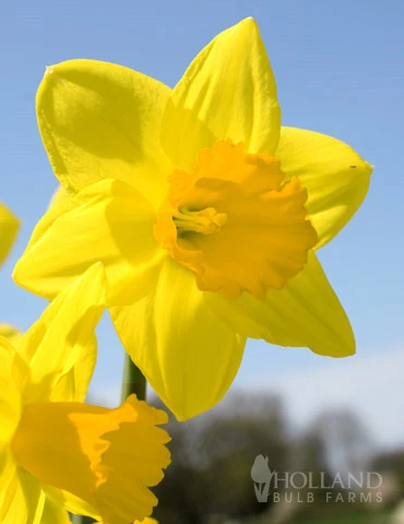 Menu Under The Tree And Blooming Collection - Image 4
