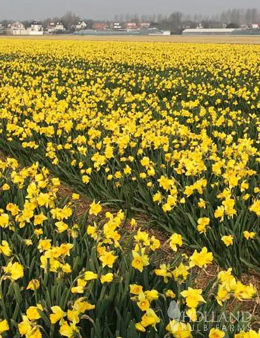 Menu 100 Tulips & Daffodils Collection - Image 5