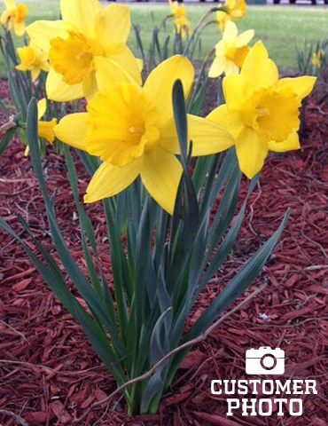 Menu 100 Tulips & Daffodils Collection - Image 7