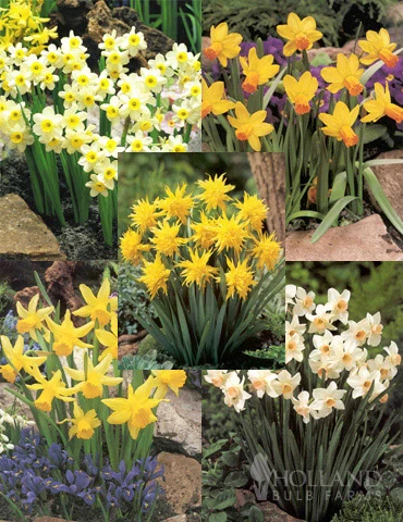Menu Dwarf Rock Garden Daffodil Collection