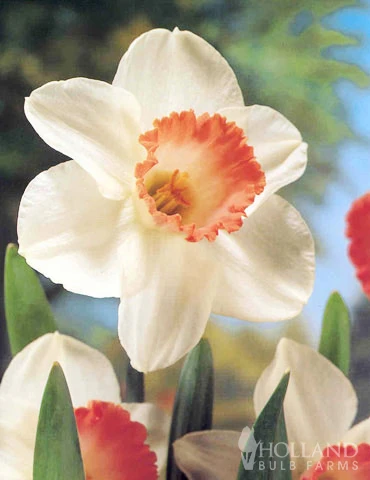 Menu Pink Daffodil Collection - Image 2