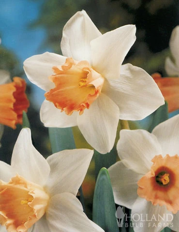 Menu Pink Daffodil Collection - Image 3