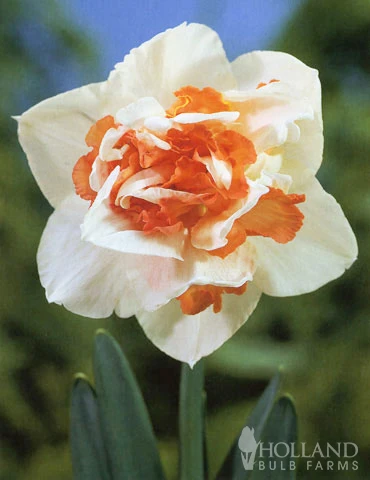 Menu Pink Daffodil Collection - Image 4